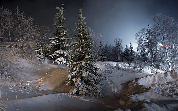 snow-covered fir trees, night, landscape, ice, winter, cold temperature, HD wallpaper