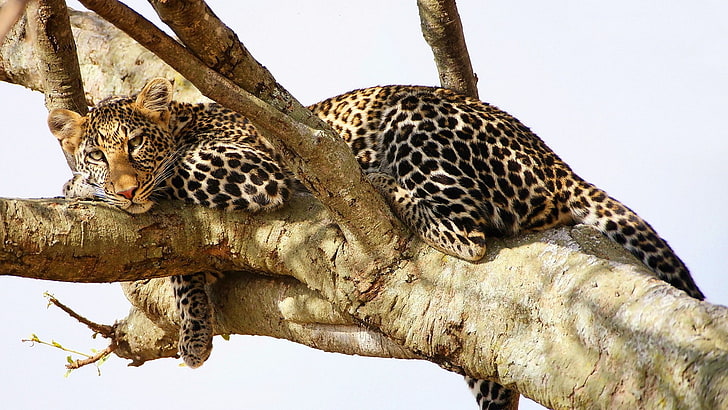 nature, wildlife, jaguars, animals, tree, animal wildlife, animals in the wild, HD wallpaper