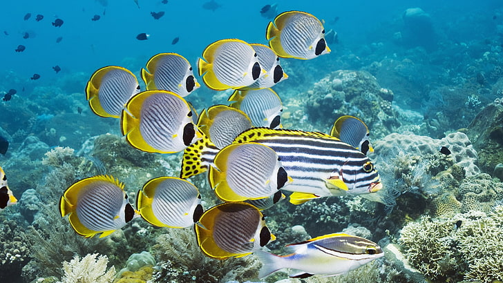 school of grey-and-yellow fish, underwater, swim, ocean, coral