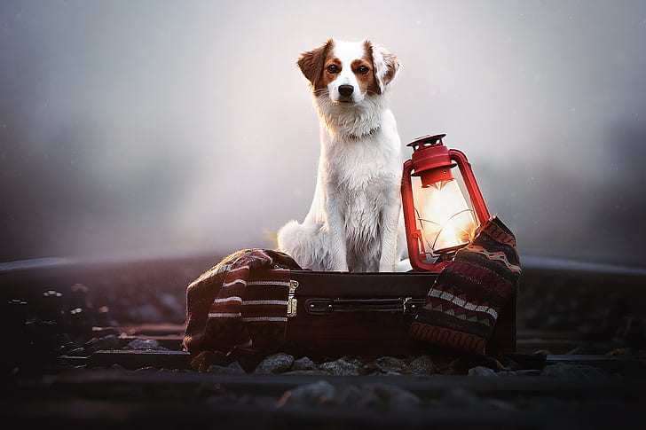 dog, animals, mammals, lantern, HD wallpaper