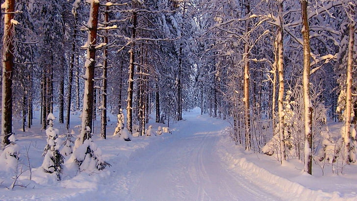 winter, snowy, forest, path, cold, nature, HD wallpaper