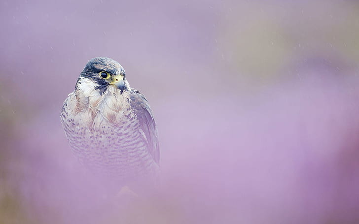 Peregrine Falcon, turul, nature, birds, predator birds, animals, HD wallpaper