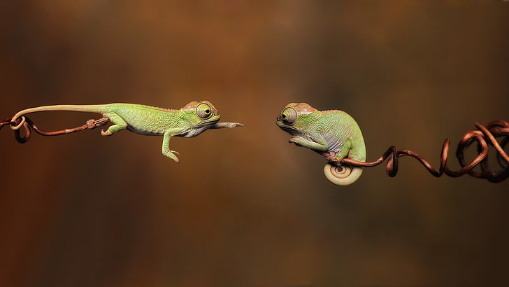 two green chamelions, bokeh photo of two chameleons during daytime