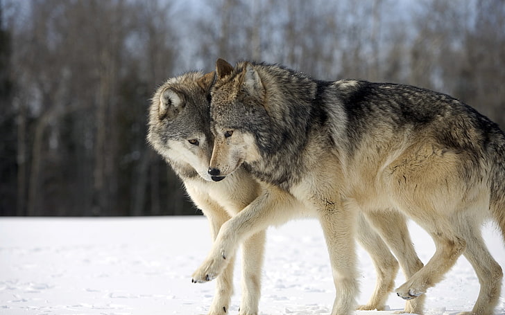 two gray-and-white wolves, snow, funny, play, Two wolves, wolf, HD wallpaper