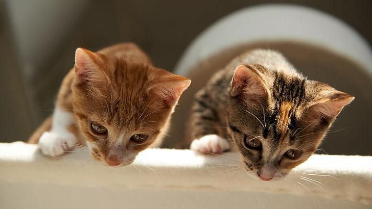 two brown-and-white tabby kittens, animals, cat, mammal, animal themes