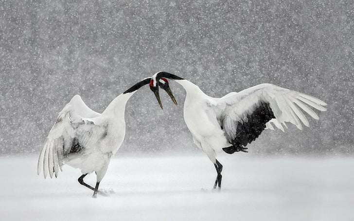Birds, Crane, Japanese crane, Snowfall, Wildlife, Winter