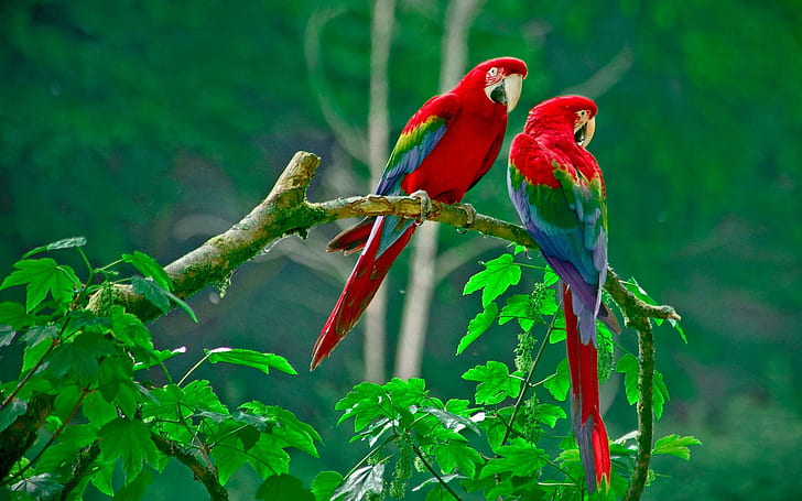 Lovely parrots, 2 macaw birds, HD wallpaper