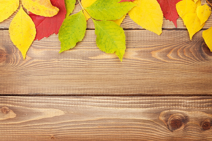 green, yellow, and red leaves, background, tree, colorful, wood, HD wallpaper