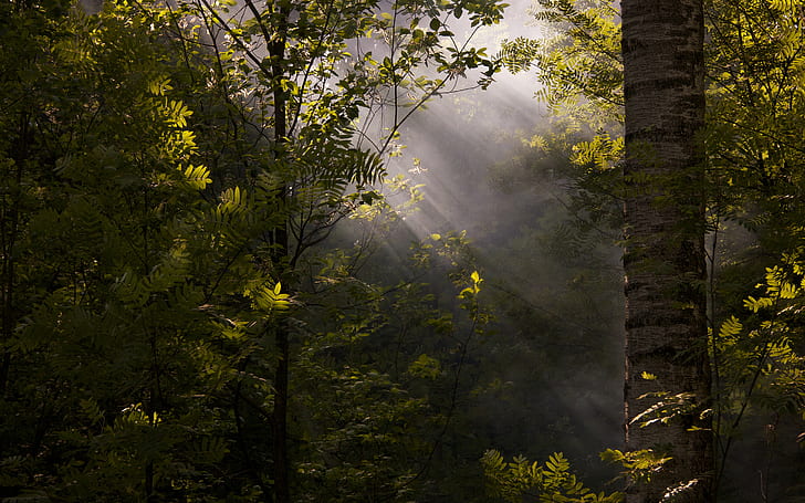 nature, deep forest, sun rays, mist, foliage, dappled sunlight