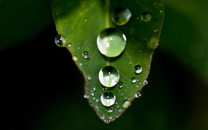 Plant close-up, leaf, water drops, HD wallpaper