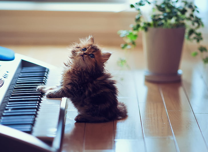 long-fur brown kitten, kitty, fluffy, floors, keyboards, synthesizer