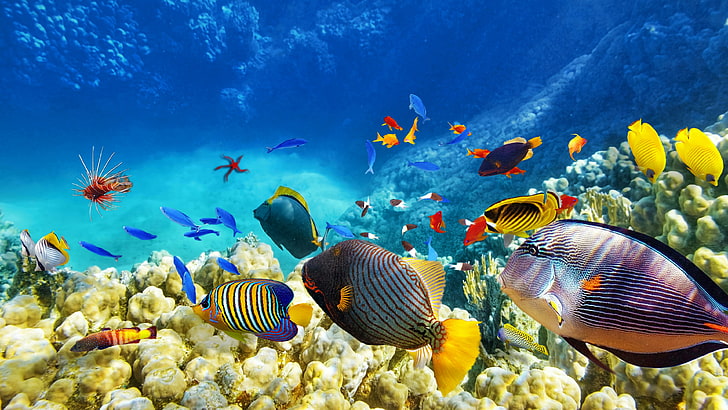 school of fish, coral reef, ecosystem, marine biology, coral reef fish, HD wallpaper