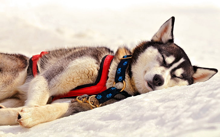 adult white and gray Alaskan Malamute, dog, husky, muzzle, sleep, HD wallpaper