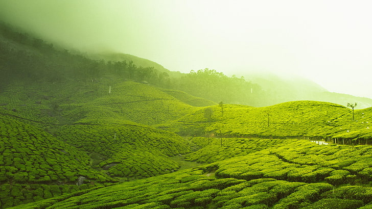 kerala, india, asia, munnar, tea plantation, rural area, mist
