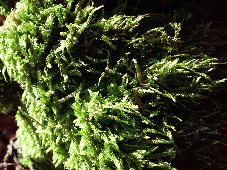 moss, green color, marijuana - herbal cannabis, narcotic, cannabis plant