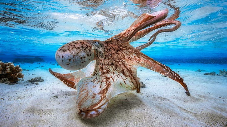 octopus, underwater, clear, water world, HD wallpaper