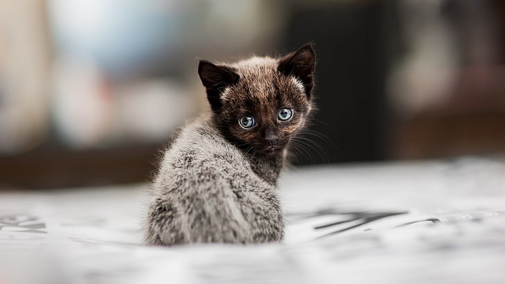 short-haired gray kitten, kittens, cat, depth of field, animals, HD wallpaper