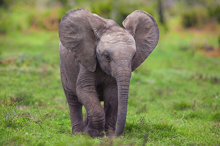 Cute Baby Animals  Baby Elephant Walking Wallpaper Download  MobCup
