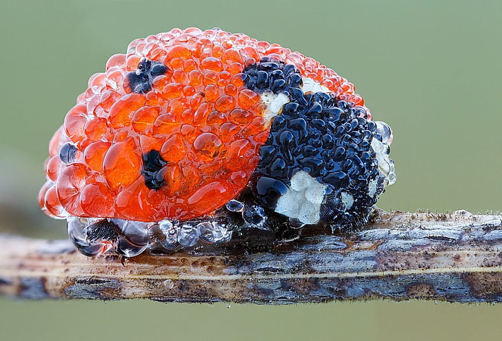 ladybugs, nature, food, close-up, fruit, healthy eating, food and drink, HD wallpaper