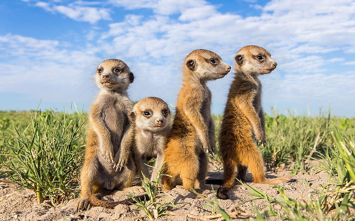 HD wallpaper: Animals close-up, meerkats, four brown animals | Wallpaper  Flare