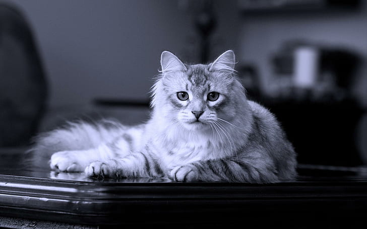 Majestic Feline, table, white, animal, animals, HD wallpaper