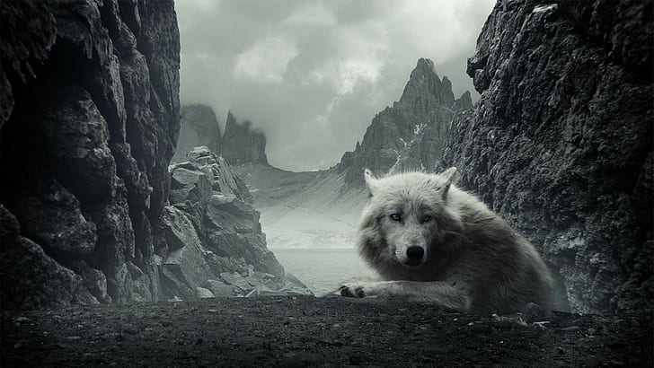 white wolf, animals, rock, mammal, mountain, solid, one animal