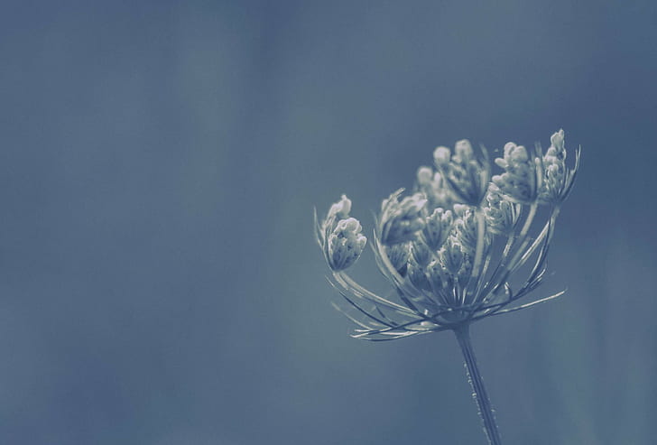 white dandelion selective focus photo, Mobilis, mobile, nature, HD wallpaper