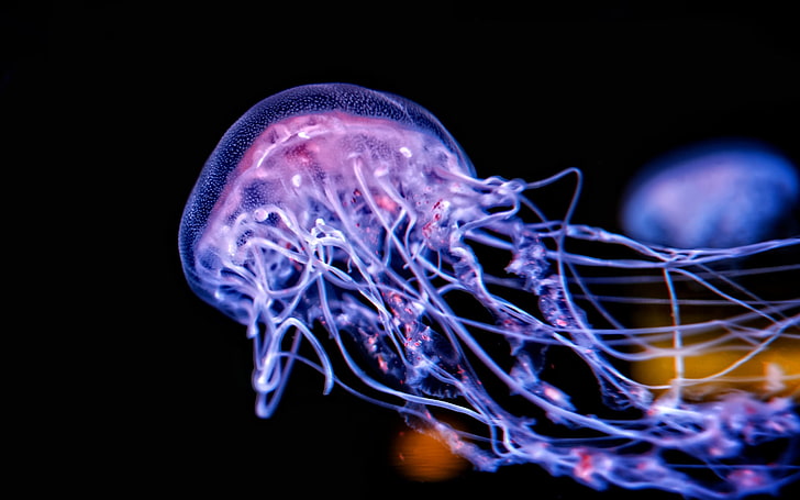 purple jellyfish, underwater, sea, glowing, black background, HD wallpaper