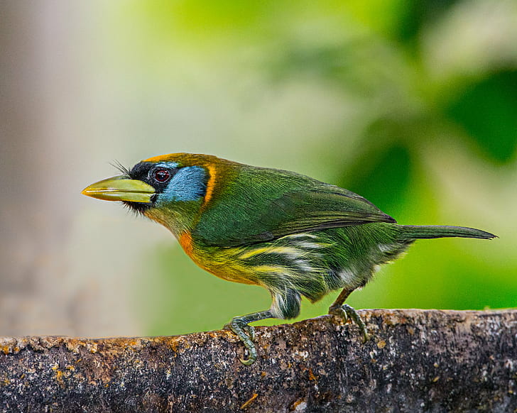 green and blue bird perching on tree branch in closeup shot, Red-headed Barbet