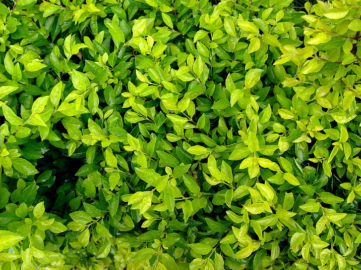 green leaves, nature, green color, full frame, growth, plant