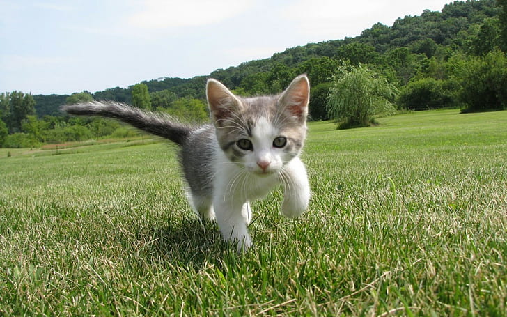 short-furred white kitten, cat, animals, pets, domestic, mammal, HD wallpaper