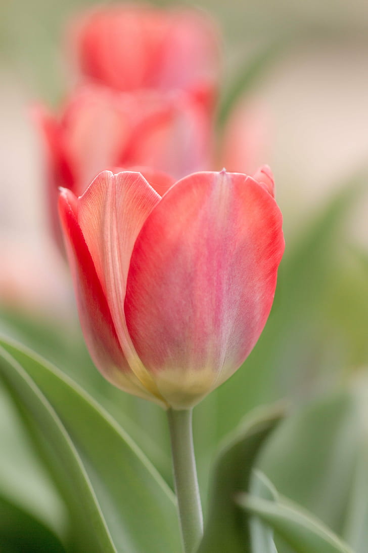 red flower plant, Tulip, Trio, floral, macro, close-up, tulips, HD wallpaper