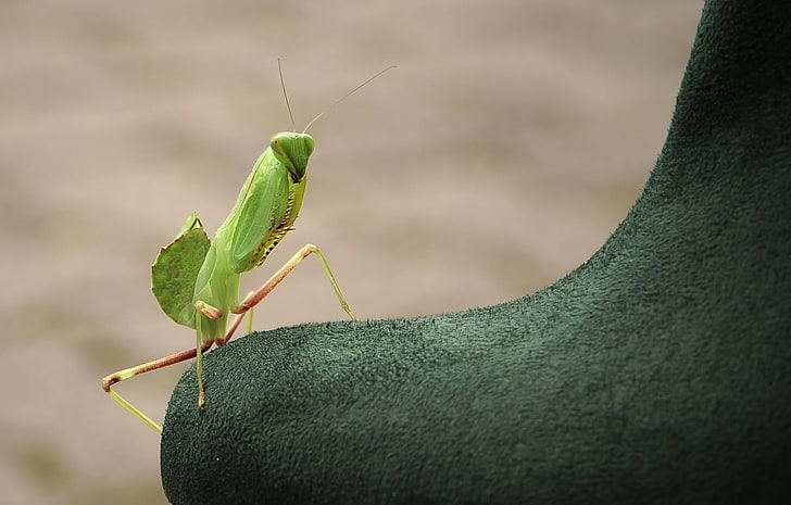 green praying mantis, insect, close-up, animal, nature, wildlife, HD wallpaper