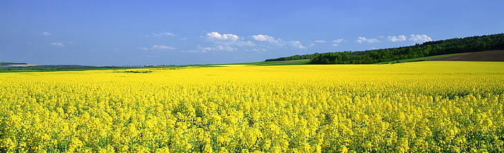 Mustard Flower Field, green fields, Nature, Landscape, yellow, HD wallpaper
