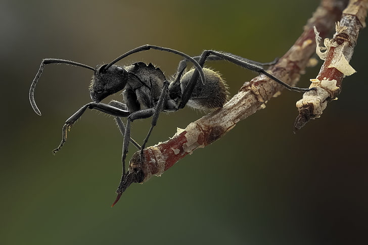 black ant, nature, macro, insect, legs, hair, depth of field, HD wallpaper