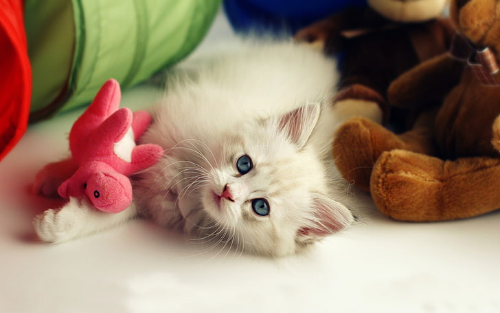kittens, white, animals, domestic cat, pets, mammal, domestic animals, HD wallpaper