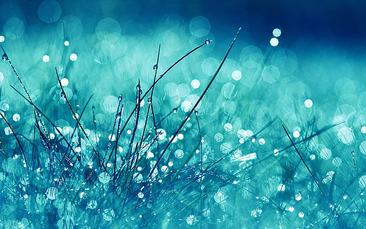 water drops, grass, glare, glitter, light, bright, nature, abstract, HD wallpaper