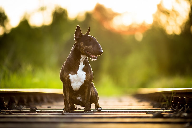 dog, railway, one animal, animal themes, pets, domestic, domestic animals