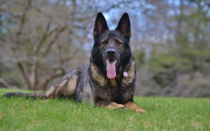 adult black and tan German shepherd, dog, muzzle, protruding tongue, HD wallpaper