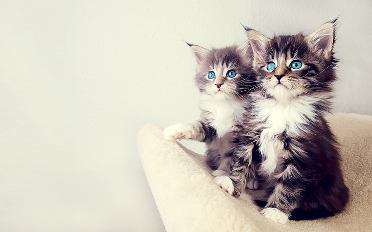two short-haired gray kittens, cat, blue eyes, animals, pets, HD wallpaper