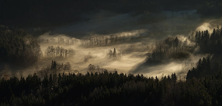nature, landscape, mist, forest, hills, trees, morning, plant, HD wallpaper