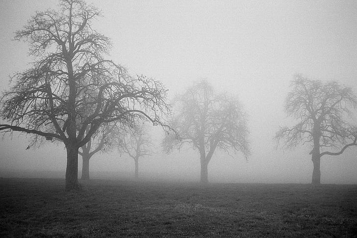 green tree covered in fogs\, ilford, ilford, Hütten, Ric, Capucho, HD wallpaper