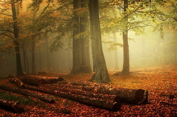brown and white wooden house, mist, forest, nature, fall, leaves, HD wallpaper