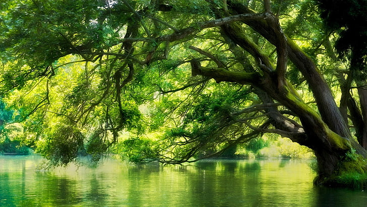 green leafed tree, landscape, nature, river, Macedonia, forest, HD wallpaper