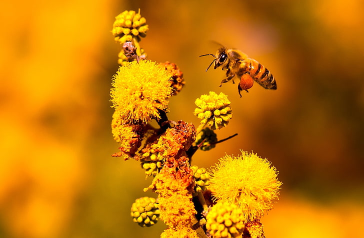 HD wallpaper: Hardworking, Animals, Insects, Nature, Flower, Yellow, Colors  | Wallpaper Flare