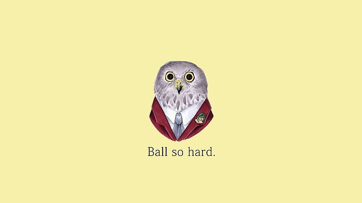 simple background, typography, owl, yellow, communication, text, HD wallpaper
