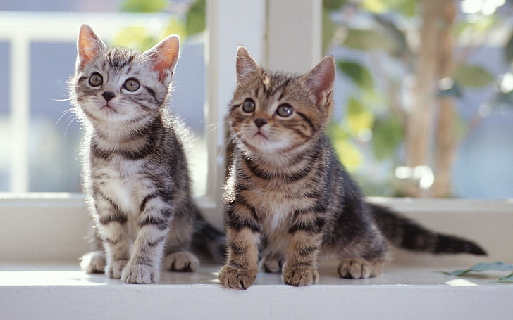 two brown and gray tabby kittens, cat, animals, domestic, pets