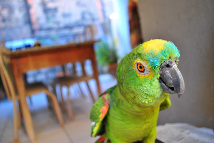 Yellow-crowned macaw, parrot, animal, animal themes, bird, focus on foreground