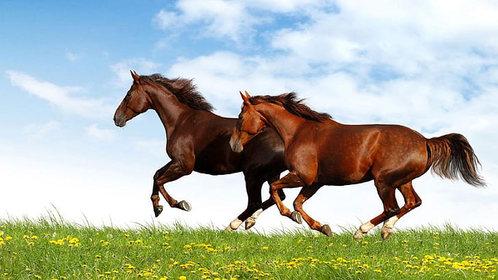 HD wallpaper: Brown And Red Horse Running In A Field Of Green Grass Desktop  Wallpaper Hd | Wallpaper Flare