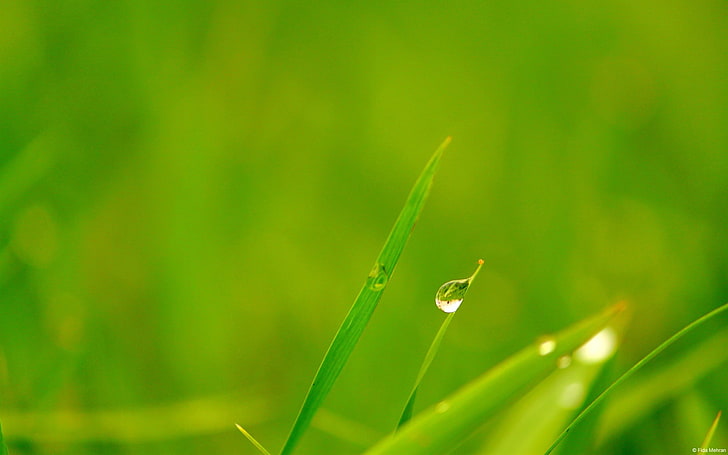 Grassland dewdrops-Windows 10 Desktop Wallpaper, green color HD wallpaper